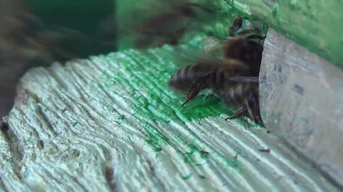 A mite was attached to the bee from above. The movement of bees flying in and Video stock 252179268