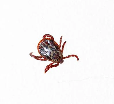 Mite on white background Foto stock