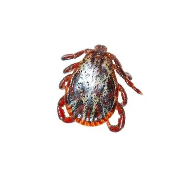 Mite on white background 库存照片
