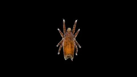 Mite(acari) Camisia sp. under a microscope, family Crotoniidae, suborder Orib Stock Photos