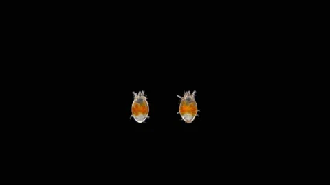 Mite(Acari) of the family Tarsonemidae under a microscope, order Trombidiformes Stock Footage 157821286