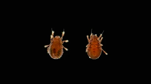 Mite(acari) Oribatida under microscope are saprosphago Video stock 136422243