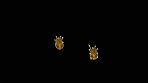 Mite(acari) Oribatida under microscope are saprosphago, scavengers, some species Stock Footage 139063307