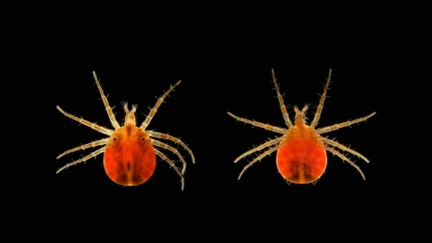 Mite(Acari) predator Anystis sp. under the microscope, the Anystidae family Stock Footage 134474221
