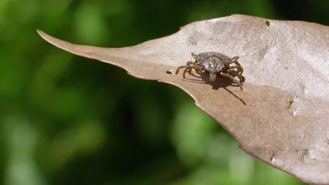 Mites Stock-Footage 307989715