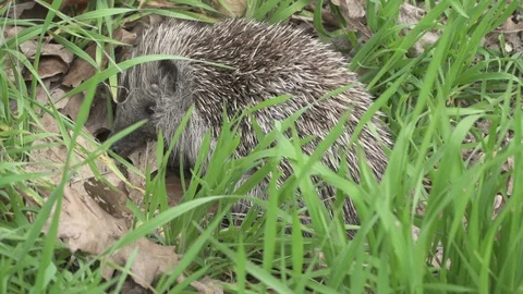 Mites in Hedgehog, infested by parasite Chorioptic psoroptic encephalitis  Video stock 109583053