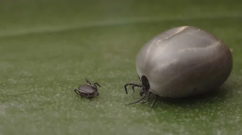Mite,wood tick crawling on a leaf 스톡 동영상 62810767