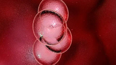 Mithosis Stock Footage 148243125