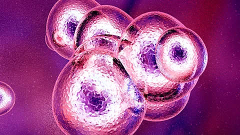 Mithosis Stock Footage 149111591