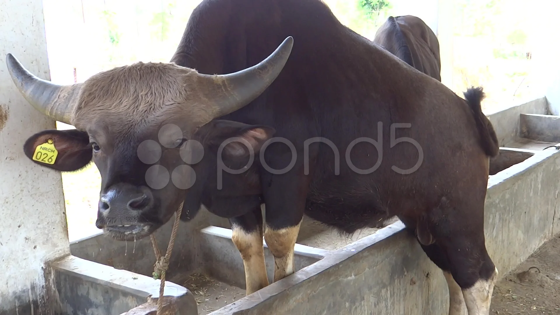 Mithun, reared as meat animal among the ... | Stock Video | Pond5