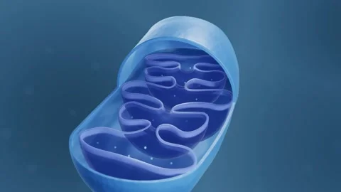 Mitochondria anatomy Vidéo 158089222