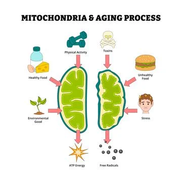 Mitochondria and aging process diagram for medical poster, Healthy Mitochon.. Stock Illustration