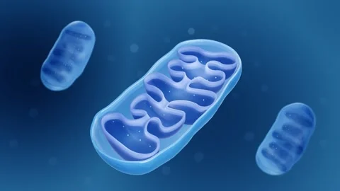 Mitochondria animation Vidéo 191966853