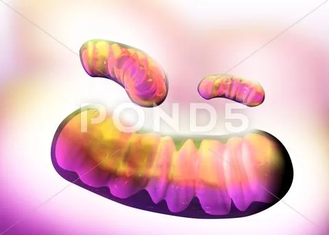 Mitochondria, artwork Stock Illustration