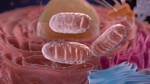 Mitochondria Cell Vidéo 258671724