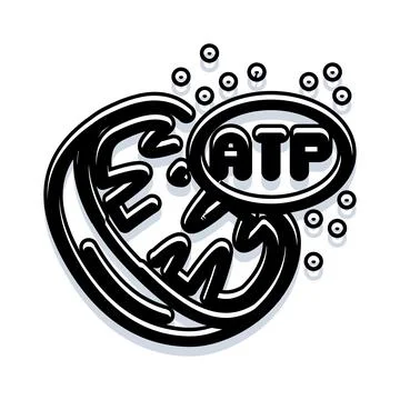 Mitochondria cell producing adenosine triphosphate energy Stock Illustration