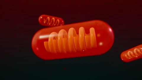 Mitochondria Cristae Producing ATP Cellular Energy Stock Footage 342366222