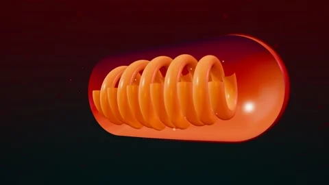 Mitochondria Cutaway Cross Section Anatomy Stock Footage 342294830
