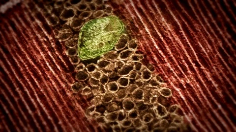 Mitochondria, Damage Protection Video stock 90866134
