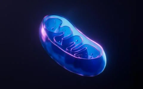 Mitochondria with dark neon light effect, 3d rendering. Stock Illustration
