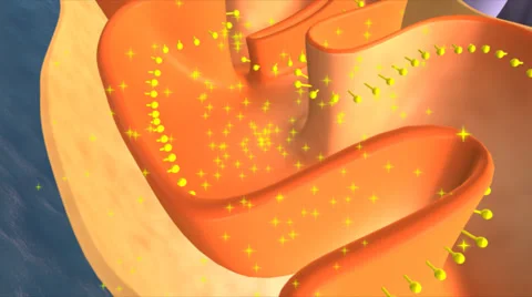 Mitochondria Stock Footage 40022454