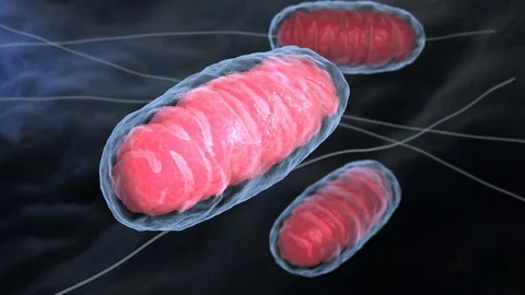 Mitochondria Stock Footage 78359345