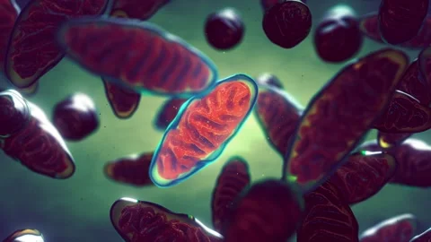 Mitochondria Stock Footage 287440226