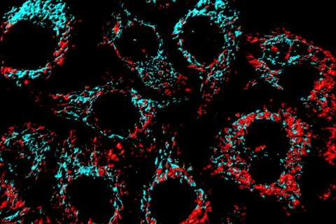 Mitochondria Stock Illustration