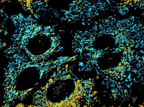 Mitochondria Stock Illustration