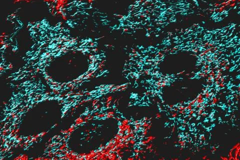 Mitochondria Stock Illustration