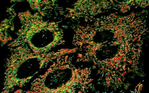 Mitochondria Stock Illustration
