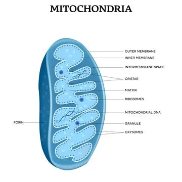 Mitochondria Stock Illustration