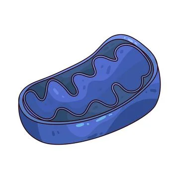 Mitochondria illustration Stock Illustration