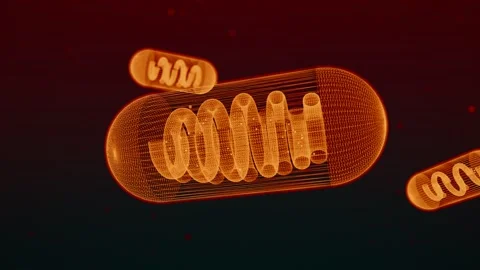 Mitochondria Organelle Wireframe Schematic Stock-Footage 342295266