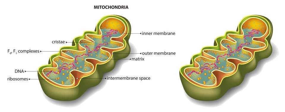 Mitochondria Structure Stock Illustration