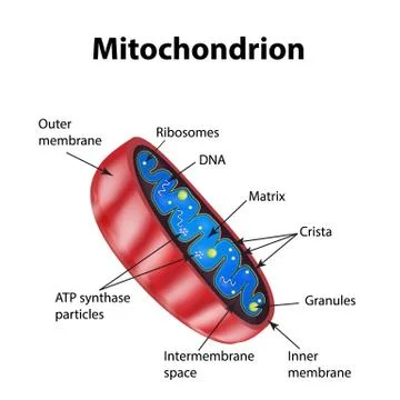 Mitochondria structure. Vector illustration on isolated background Stock Illustration