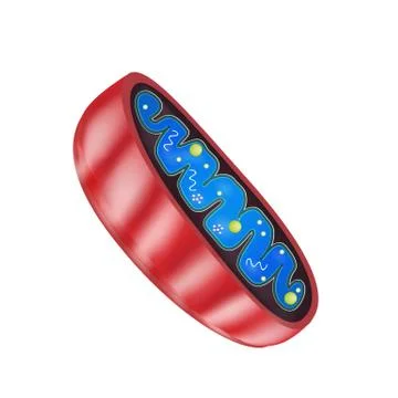 Mitochondria structure. Vector illustration on isolated background Stock Illustration