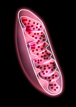 Mitochondrion, artwork Stock Illustration