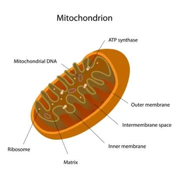 Mitochondrion Stock Illustration