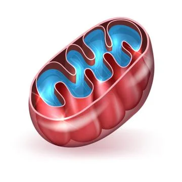 Mitochondrion Stock Illustration