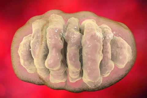 Mitochondrion, illustration Stock Illustration