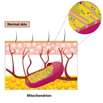 Mitochondrion scheme 스톡 일러스트