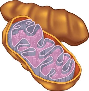 Mitochondrion structure Stock Illustration