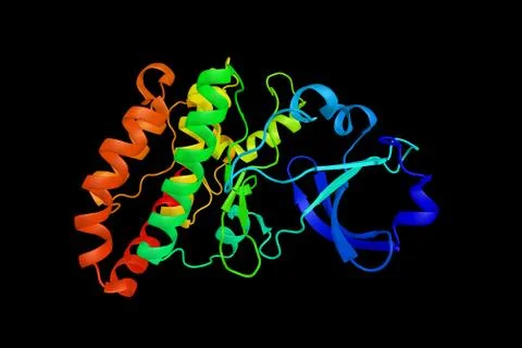 Mitogen-activated protein kinase kinase kinase 12, an enzyme which may play.. Illustration
