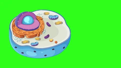 Mitosis and cell division process presented through an animated illustratio.. Stock Footage 333495958