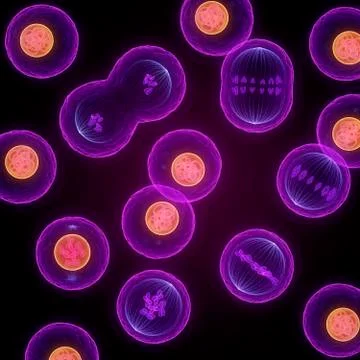 Mitosis, artwork イラスト素材