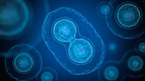 Mitosis - cell division of bacteria. 3D rendered illustration. Stockillustratie