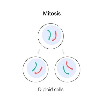 Mitosis cell division. Stock Illustration
