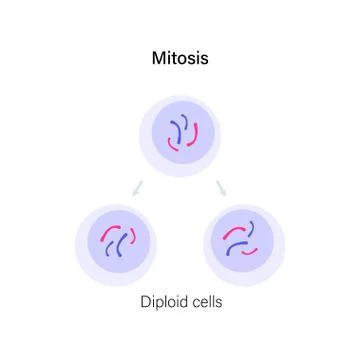 Mitosis cell division. Stock Illustration
