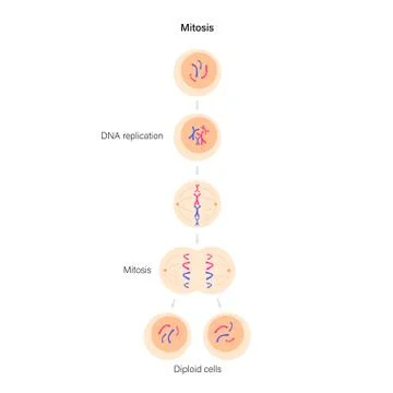 Mitosis cell division. Stock Illustration